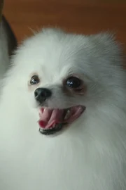 Moongchi