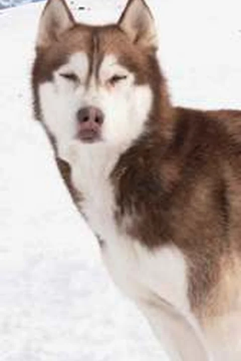Флойд