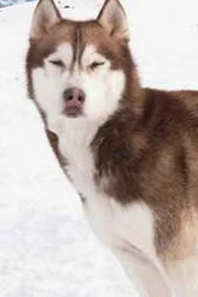 Floyd