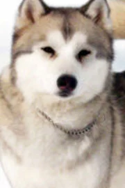 Koda