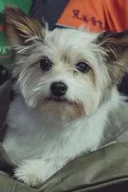Pina