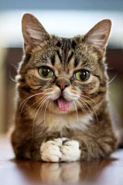 Lil Bub