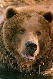 Bart the Bear