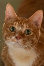 Geumdong
