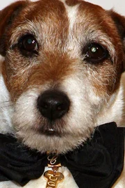 Uggie