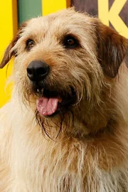 Ukai