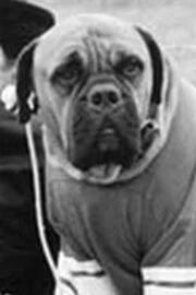 Butkus Stallone