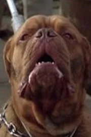 Beasley the Dog