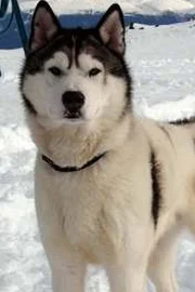 Apache