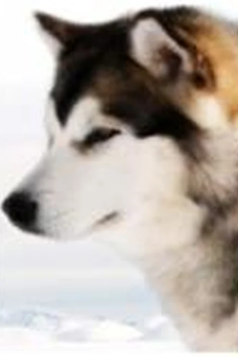 Ноубл