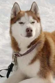 Sitka