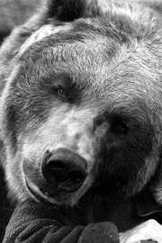Bart the Bear