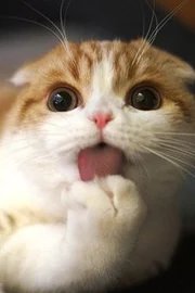 Waffles the Cat