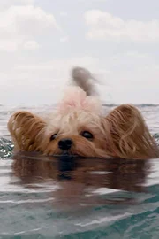 Kelly the Dog