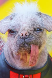 Peggy the Dog