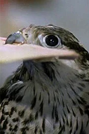 Sheroo the Wonder Bird