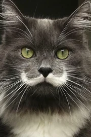 Hamilton the Hipster Cat